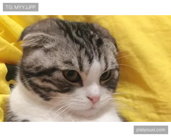 掌敏洁家的猫喝的水都比我工资高